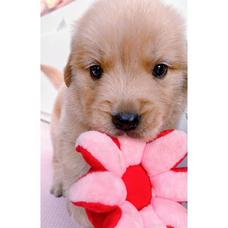 販売中の岐阜県のゴールデンレトリーバー-455715の3枚目