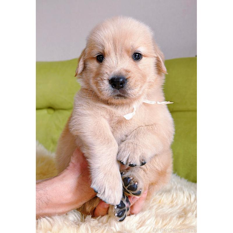 販売中の岐阜県のゴールデンレトリーバー-455715の2枚目