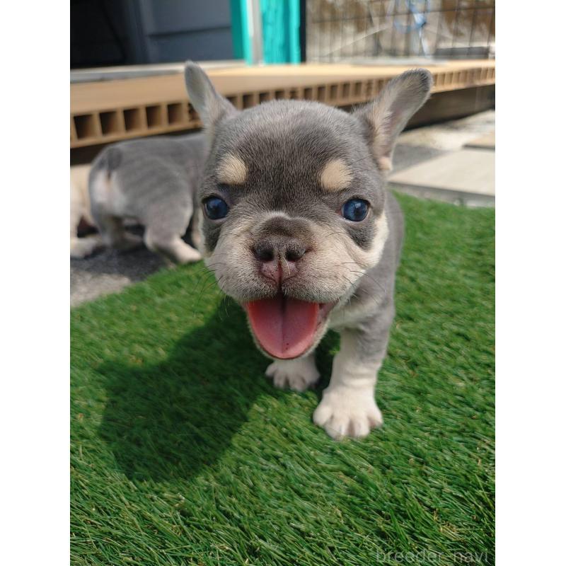 販売中の愛媛県のフレンチブルドッグ-453843