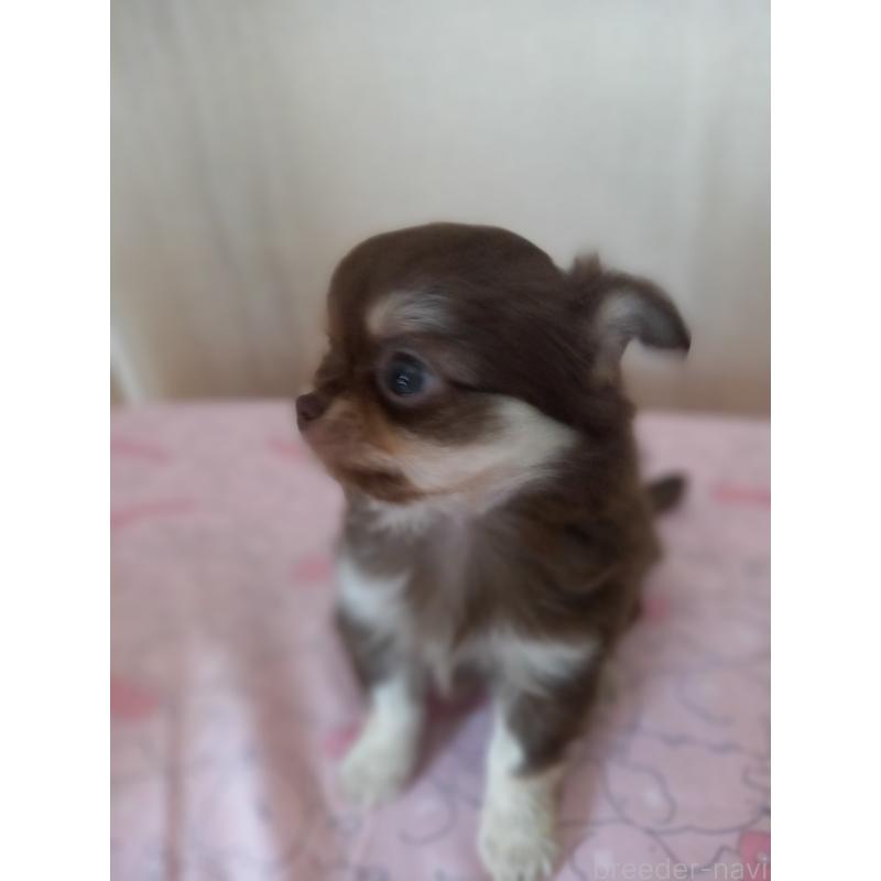 販売中の山口県のチワワ(ロングコート)-453152の3枚目