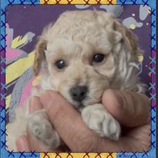 ♀︎タイニープードル