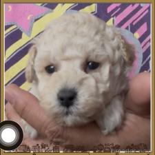 ♀︎タイニープードル