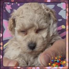 タイニープードルの子犬