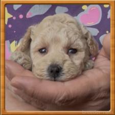 ♀︎タイニープードル