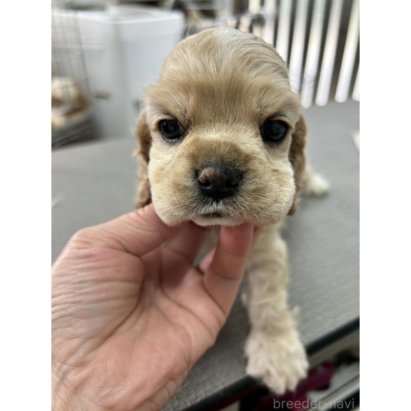 販売中の鹿児島県のアメリカンコッカースパニエル-455720の4枚目