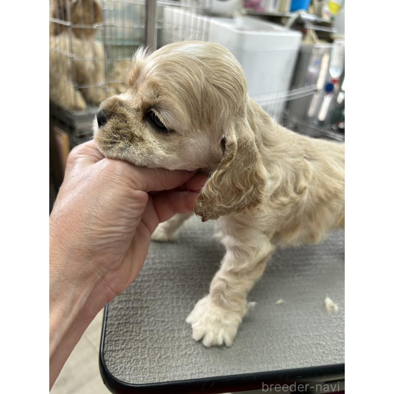 販売中の鹿児島県のアメリカンコッカースパニエル-455720の3枚目