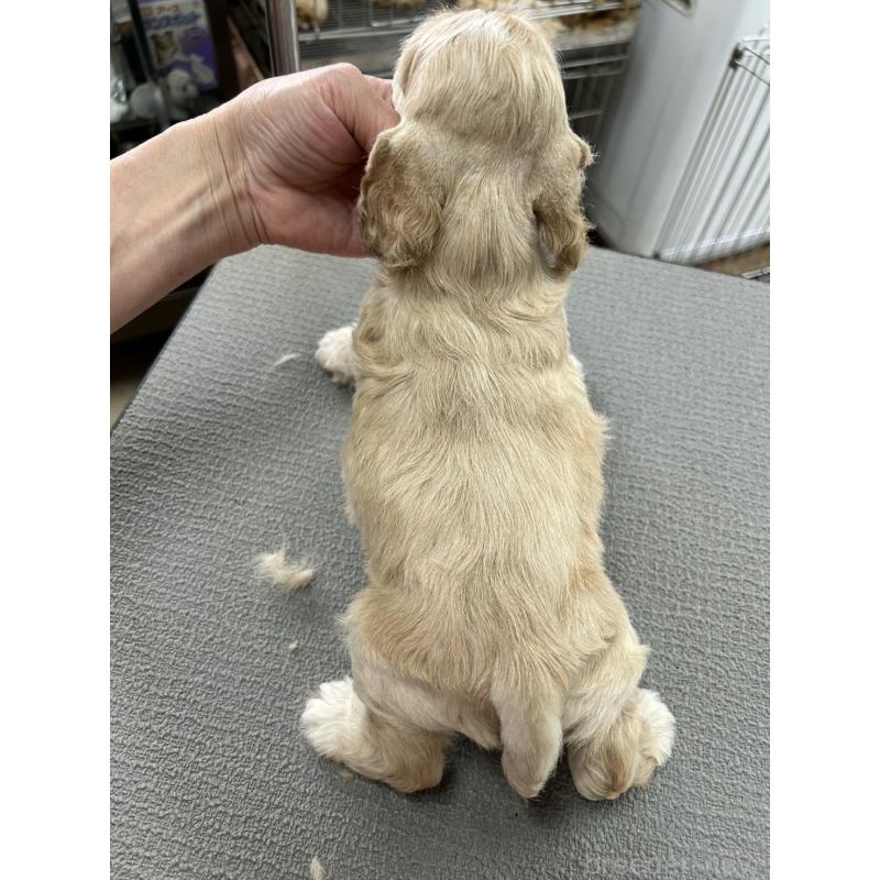 販売中の鹿児島県のアメリカンコッカースパニエル-455720の2枚目