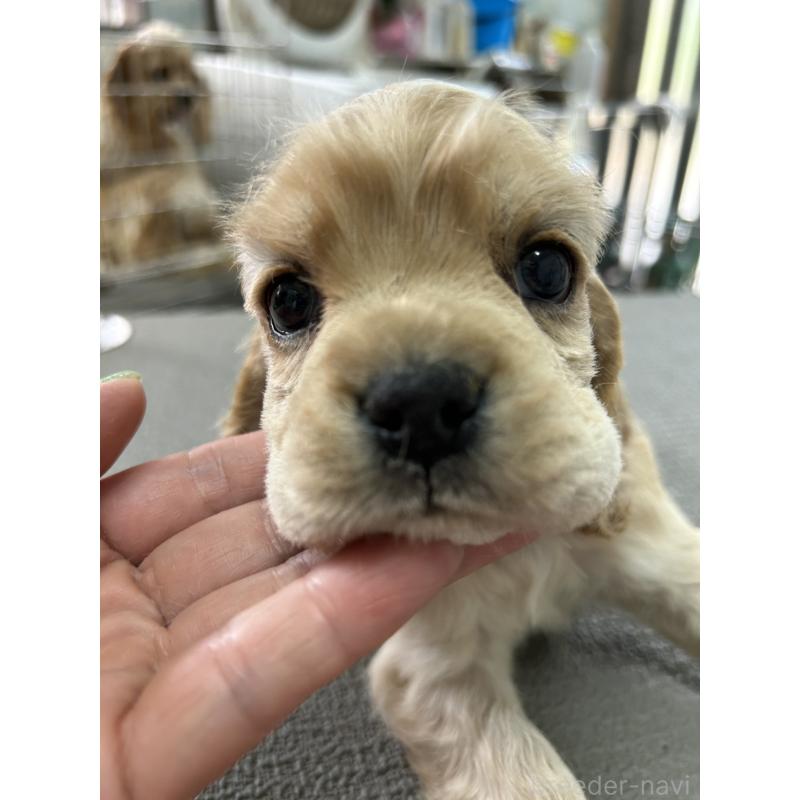 販売中の鹿児島県のアメリカンコッカースパニエル-455721の4枚目