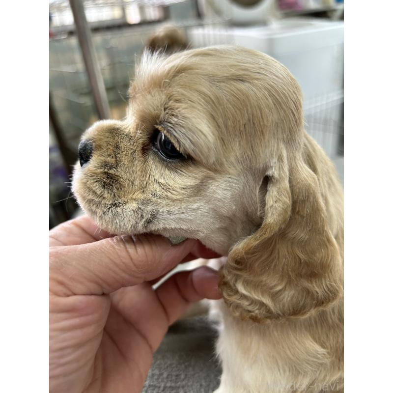 販売中の鹿児島県のアメリカンコッカースパニエル-455721の3枚目