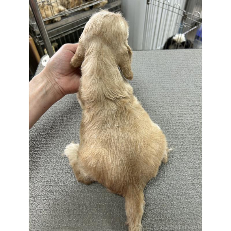 販売中の鹿児島県のアメリカンコッカースパニエル-455721の2枚目