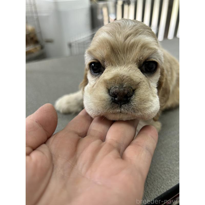 販売中の鹿児島県のアメリカンコッカースパニエル-455722の4枚目