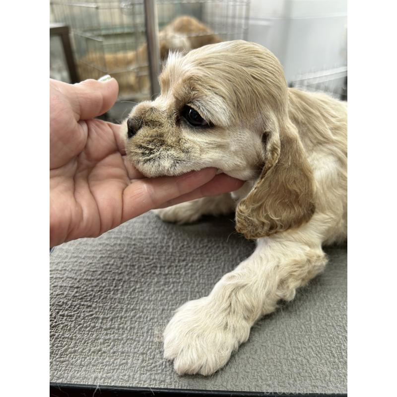 販売中の鹿児島県のアメリカンコッカースパニエル-455722の3枚目