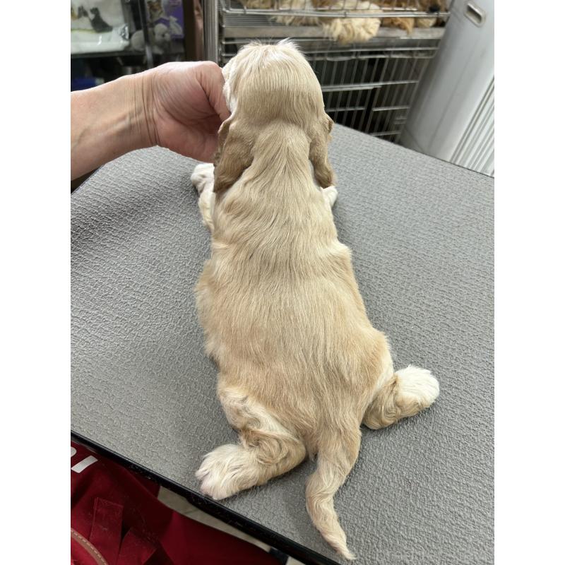 販売中の鹿児島県のアメリカンコッカースパニエル-455722の2枚目