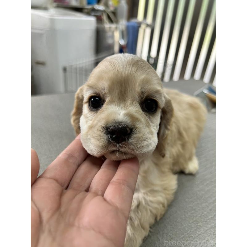 販売中の鹿児島県のアメリカンコッカースパニエル-455723の4枚目