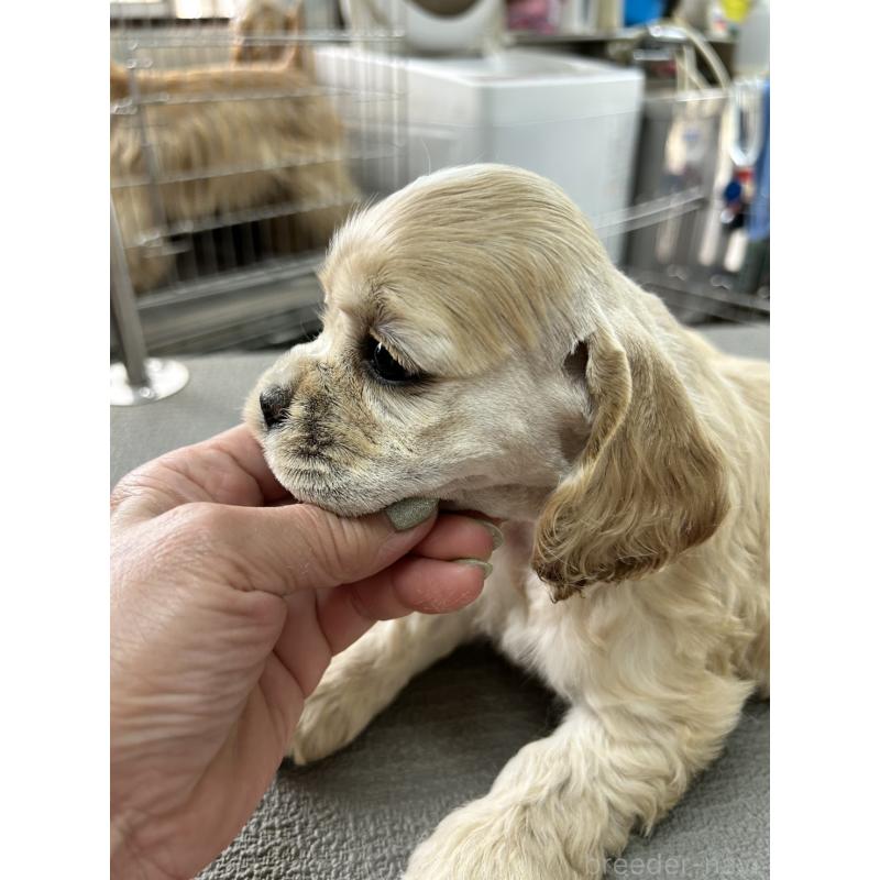 販売中の鹿児島県のアメリカンコッカースパニエル-455723の3枚目