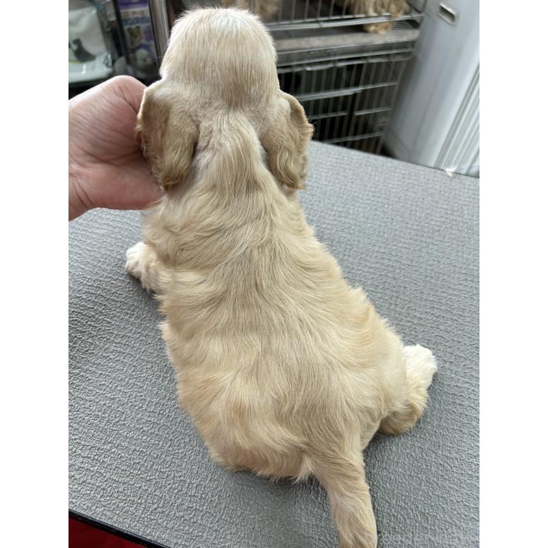 販売中の鹿児島県のアメリカンコッカースパニエル-455723の2枚目