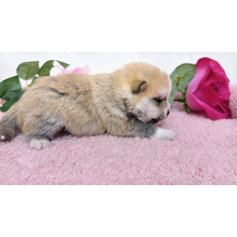 販売中の埼玉県のミックス犬-455725の10枚目