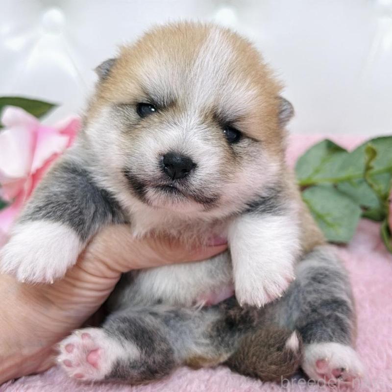 販売中の埼玉県のミックス犬-455725の9枚目