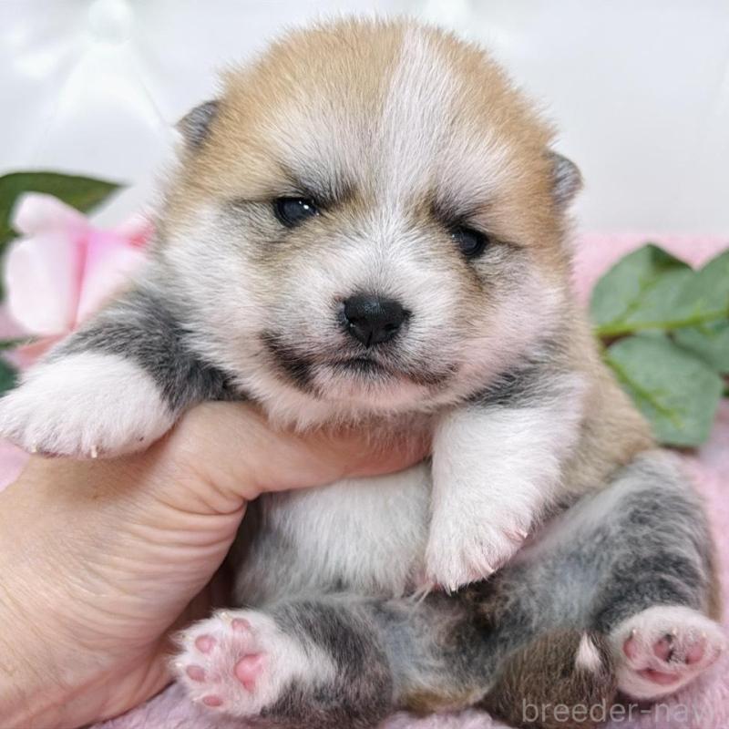 販売中の埼玉県のミックス犬-455725の7枚目