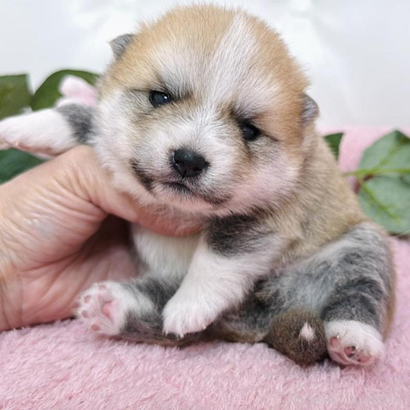 販売中の埼玉県のミックス犬-455725の6枚目