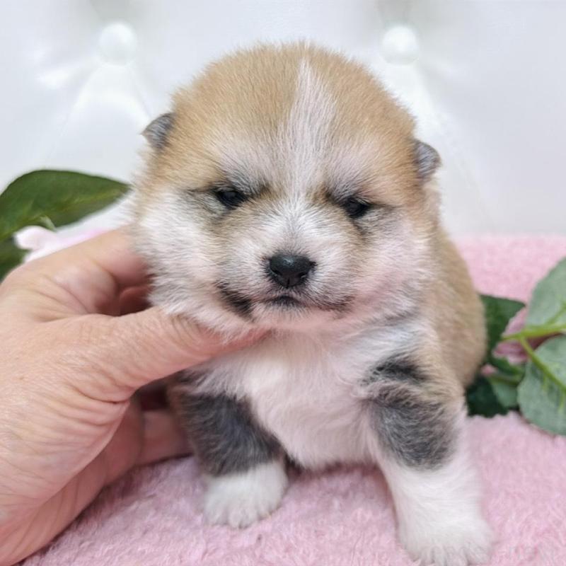 販売中の埼玉県のミックス犬-455725の5枚目