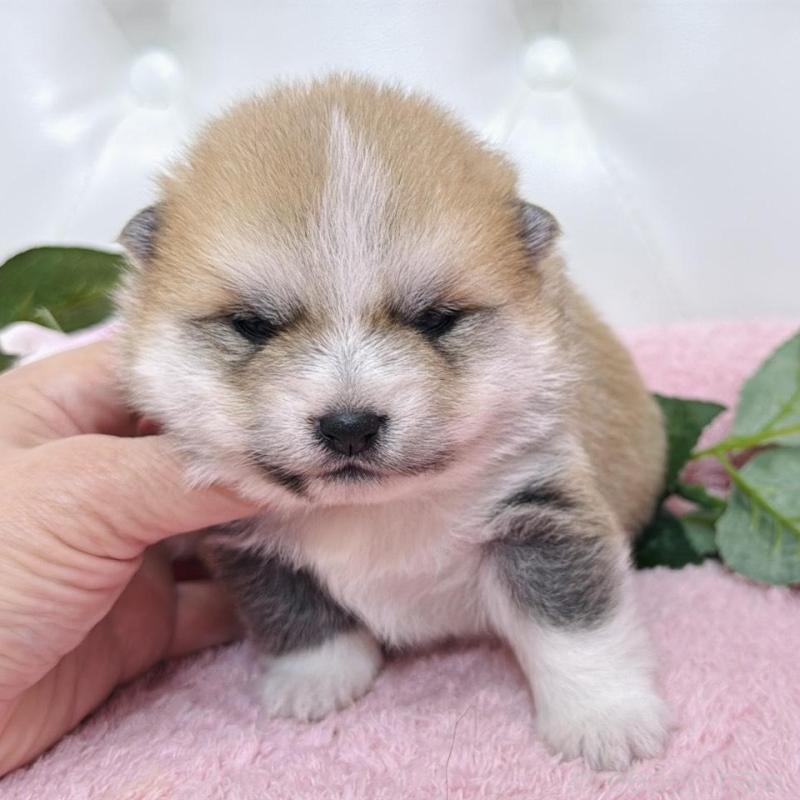 販売中の埼玉県のミックス犬-455725の4枚目