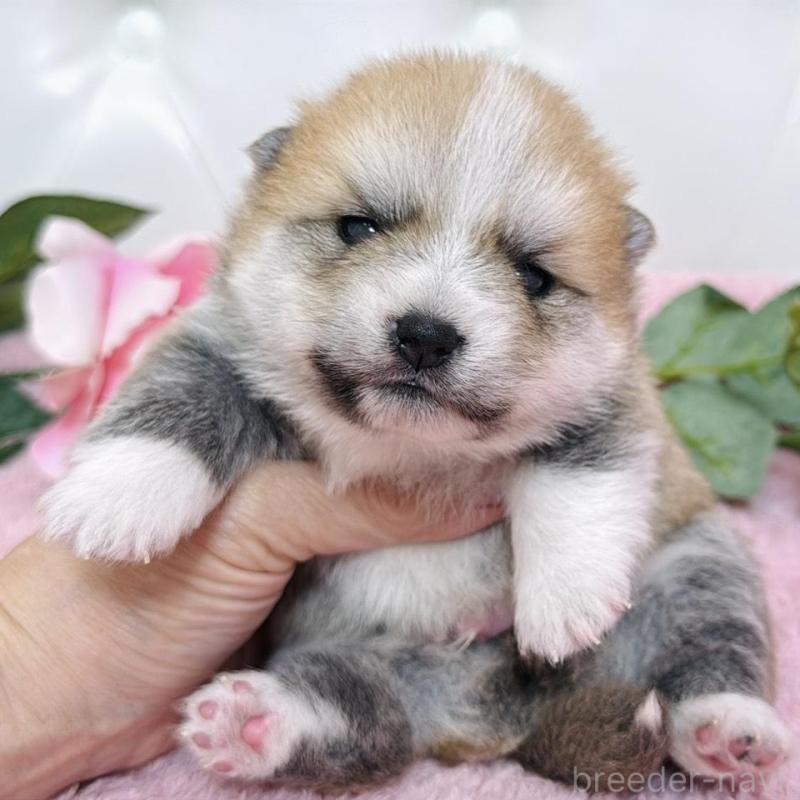 販売中の埼玉県のミックス犬-455725の3枚目