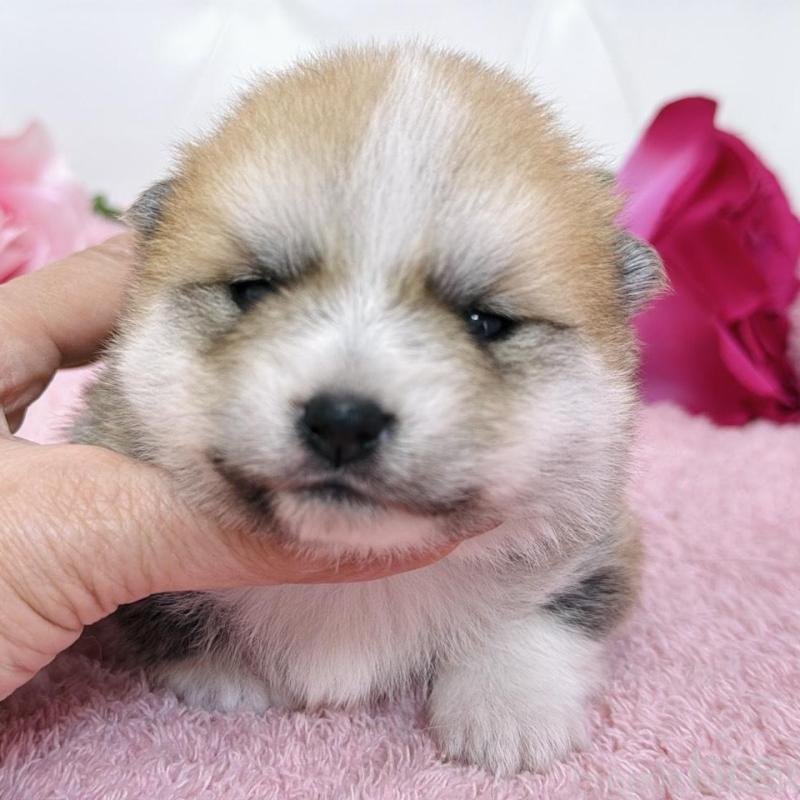 販売中の埼玉県のミックス犬-455725の2枚目