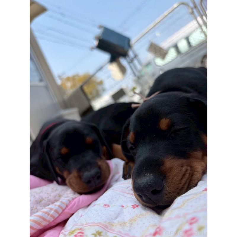 販売中の大阪府のドーベルマン-455727の5枚目