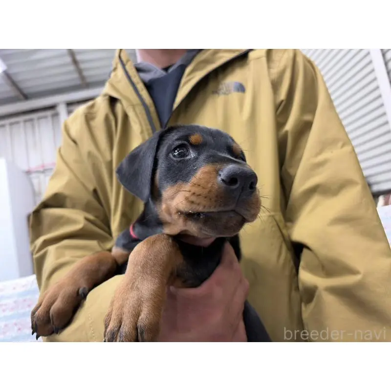 販売中の大阪府のドーベルマン-455727