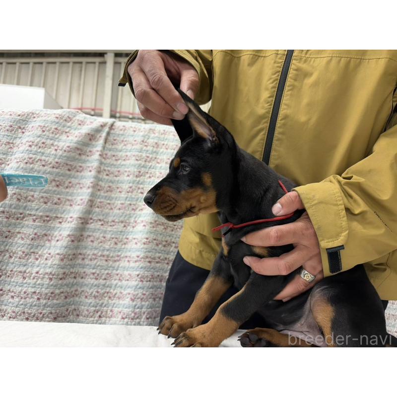 販売中の大阪府のドーベルマン-455727の4枚目