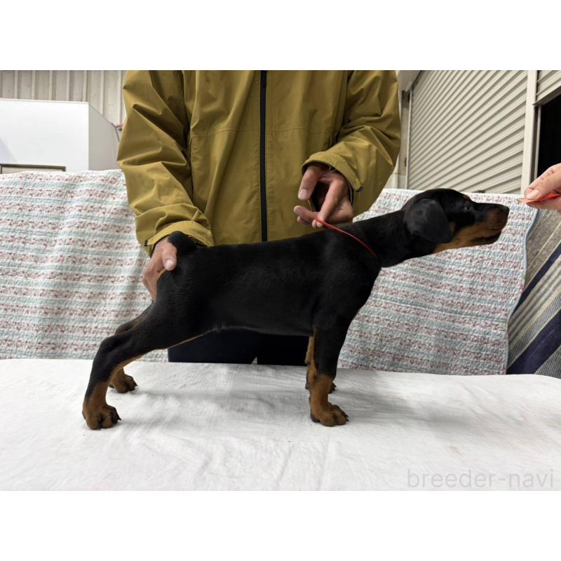 販売中の大阪府のドーベルマン-455727の3枚目