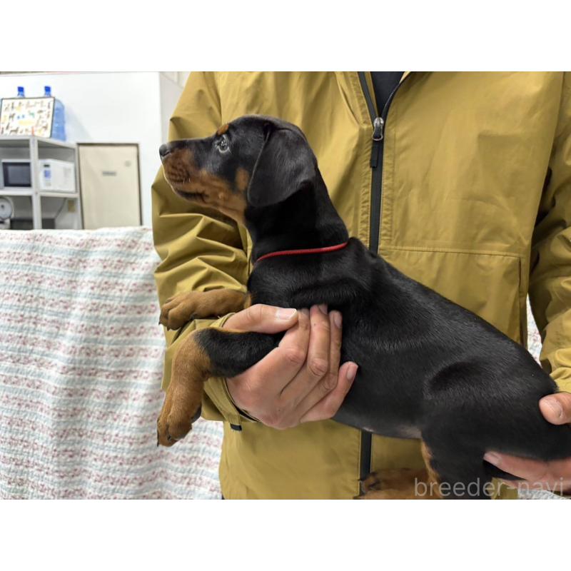 販売中の大阪府のドーベルマン-455727の2枚目