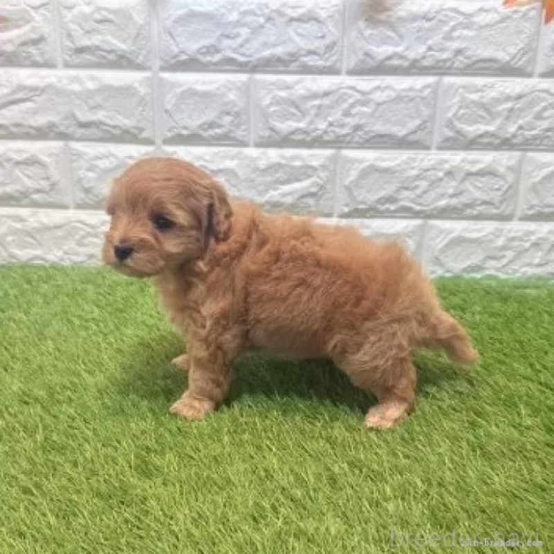 販売中の愛知県のマルプー:マルチーズ×トイプードル-455729の6枚目