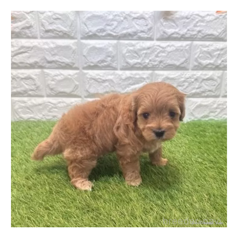 販売中の愛知県のマルプー:マルチーズ×トイプードル-455729の5枚目