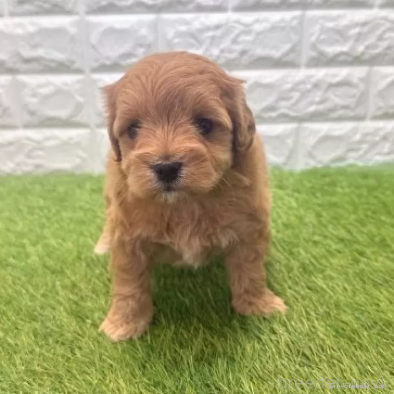 販売中の愛知県のマルプー:マルチーズ×トイプードル-455729の4枚目