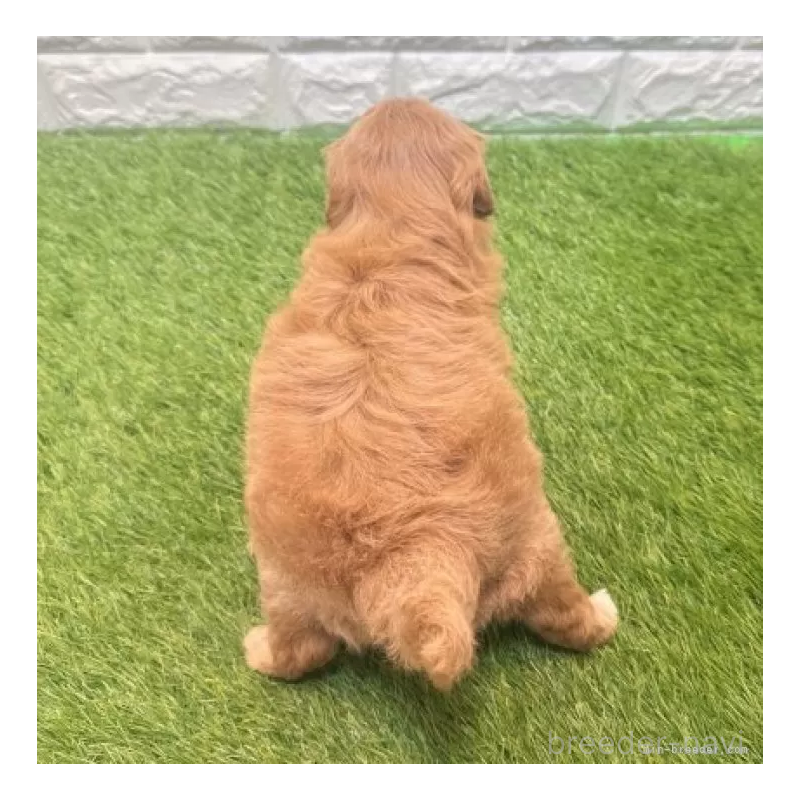 販売中の愛知県のマルプー:マルチーズ×トイプードル-455729の3枚目