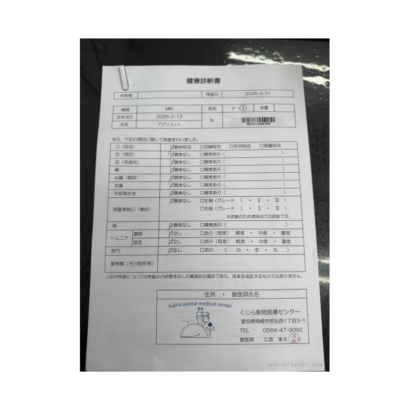 販売中の愛知県のマルプー:マルチーズ×トイプードル-455729の2枚目