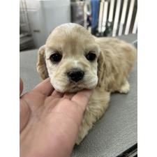 ♀︎アメリカンコッカースパニエル