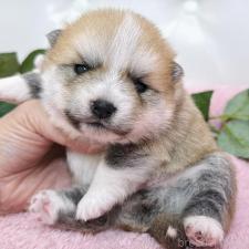 ♀︎ミックス犬