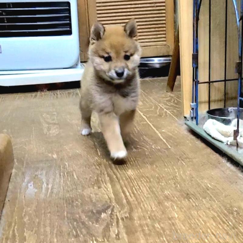 販売中の神奈川県の豆柴-455730の5枚目