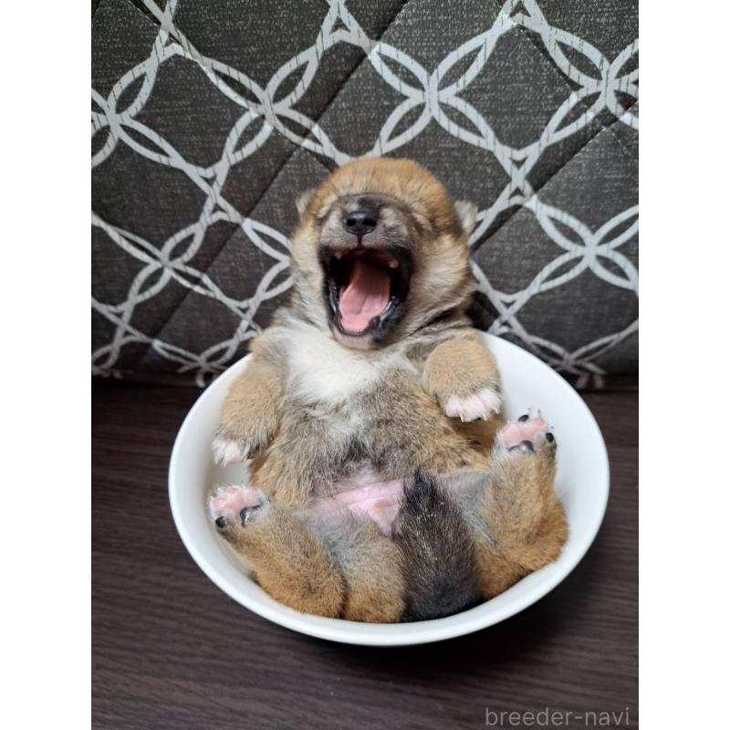 販売中の神奈川県の豆柴-455730の4枚目