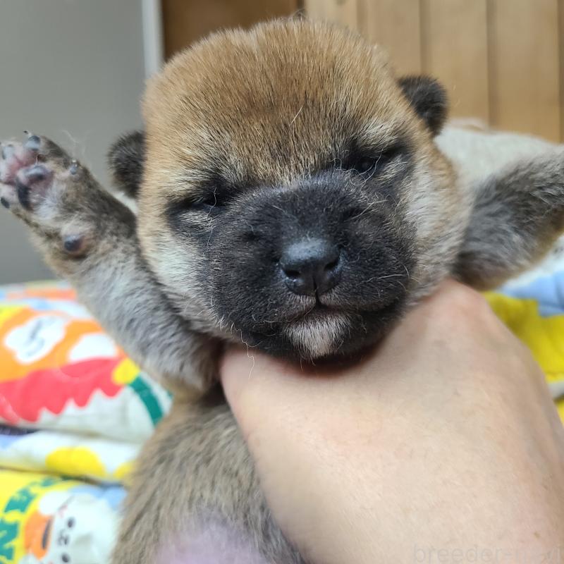 販売中の神奈川県の豆柴-455730の3枚目