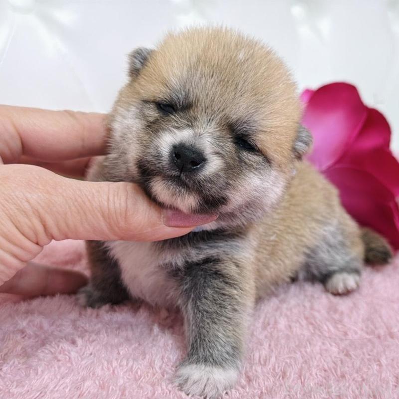 販売中の埼玉県のミックス犬-455732の10枚目