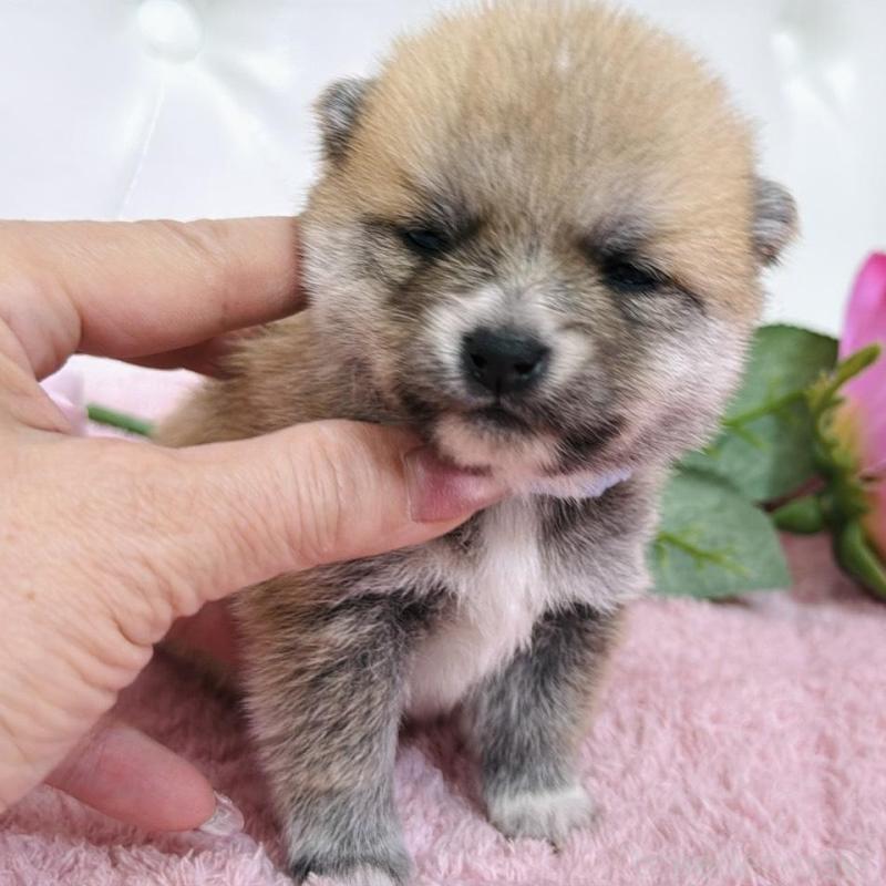 販売中の埼玉県のミックス犬-455732の9枚目