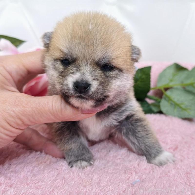 販売中の埼玉県のミックス犬-455732の8枚目