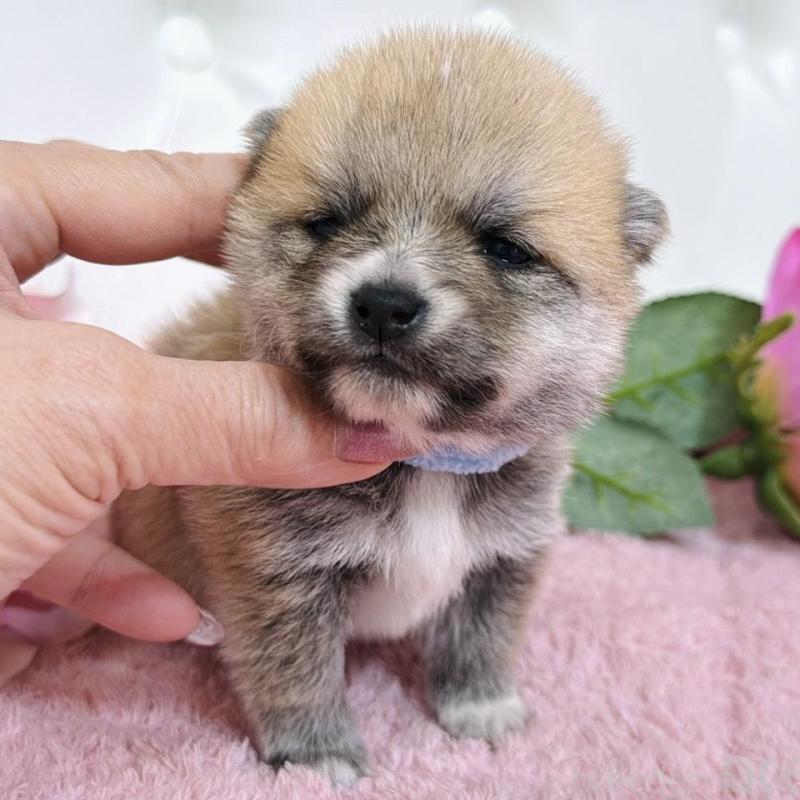 販売中の埼玉県のミックス犬-455732の7枚目