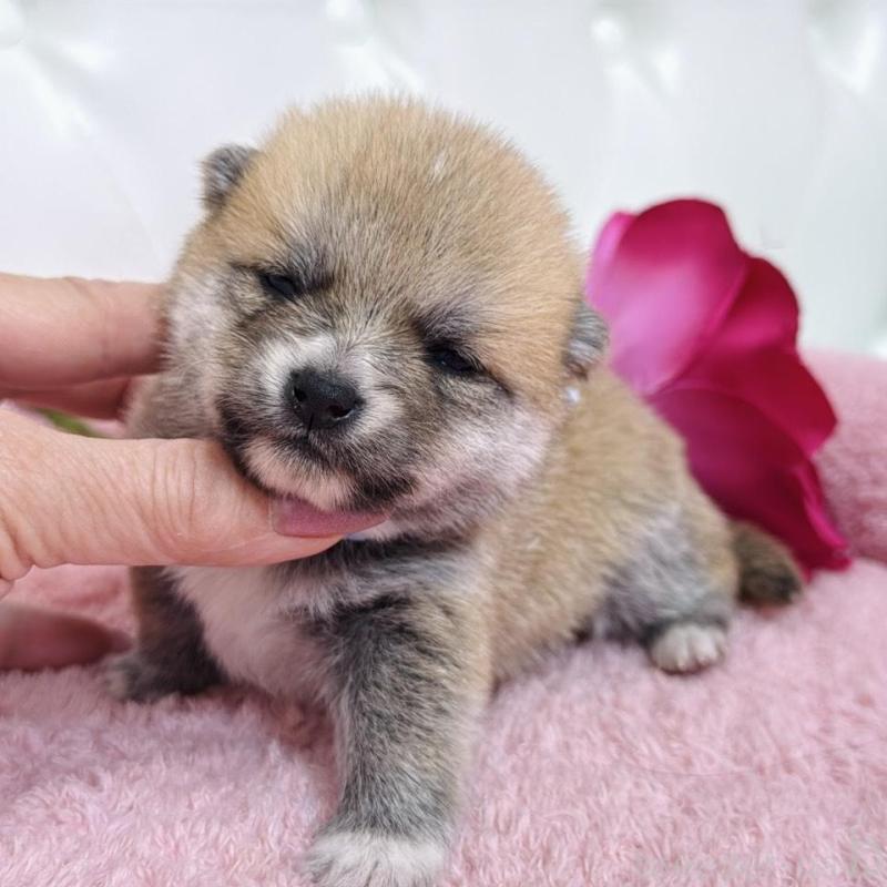 販売中の埼玉県のミックス犬-455732の6枚目