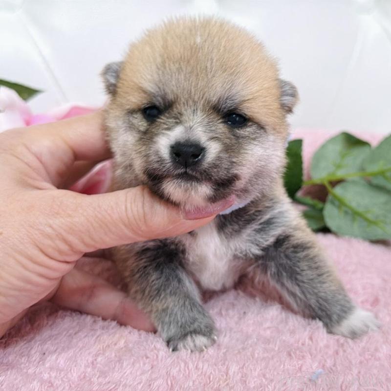 販売中の埼玉県のミックス犬-455732の5枚目