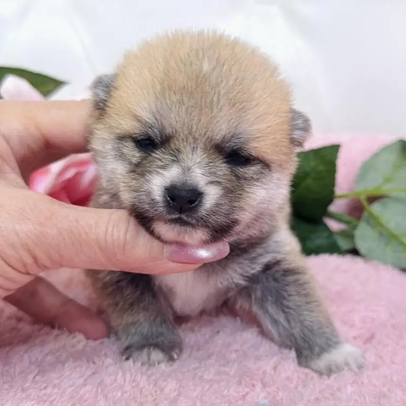 販売中の埼玉県のミックス犬-455732の4枚目